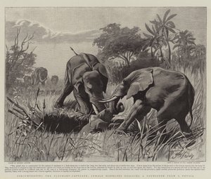 Contornando, o Eleitor-Capturador, Elefantes Femininos resgatando um Jovem de uma Armadilha
